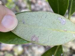 Image of Liriomyza avicenniae Martinez & Etienne 2002