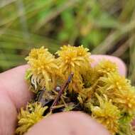 Image of Contorted sphagnum moss