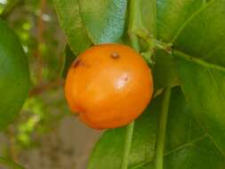 Image of Lemon-thorn