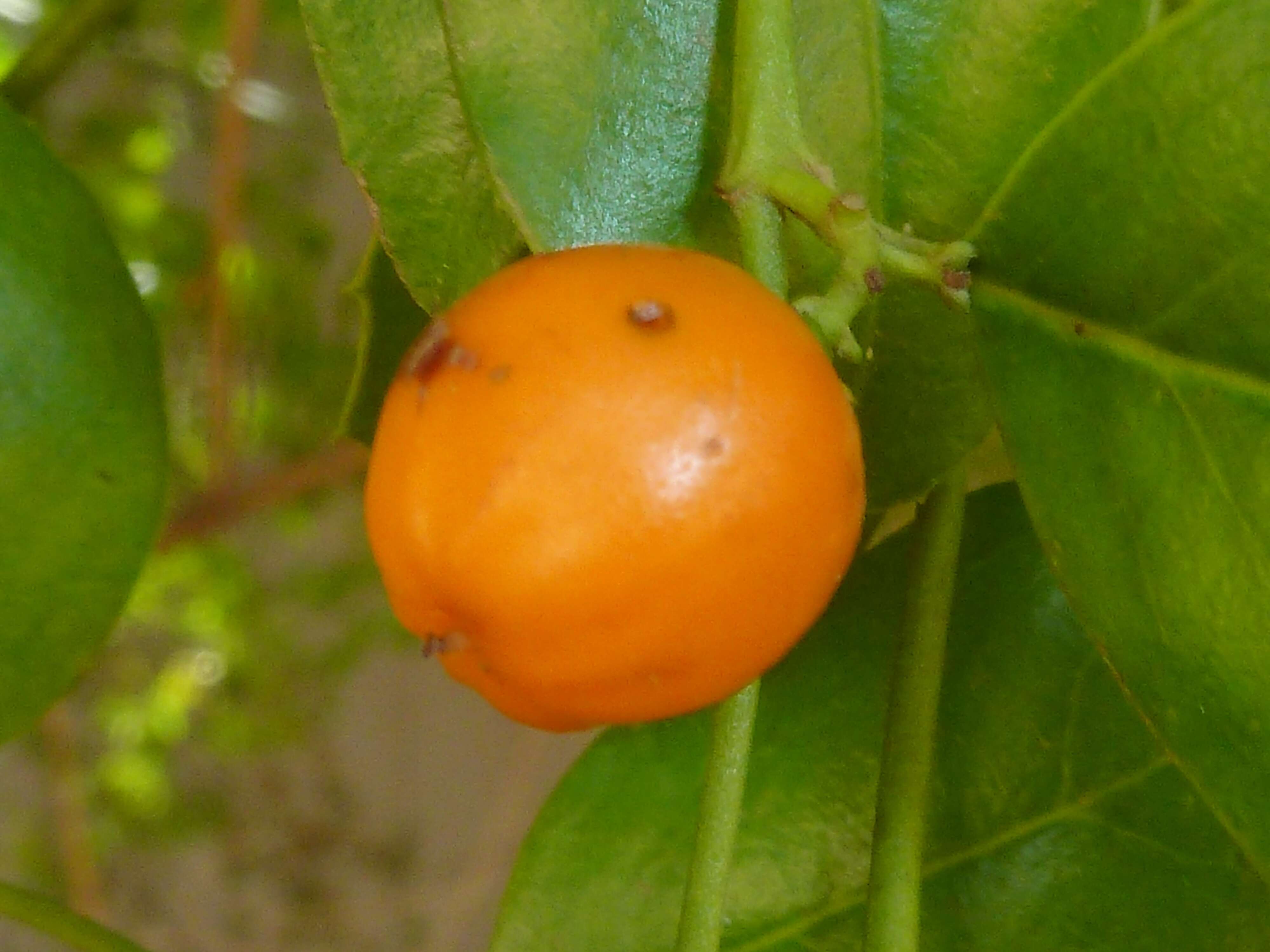 Image of Lemon-thorn