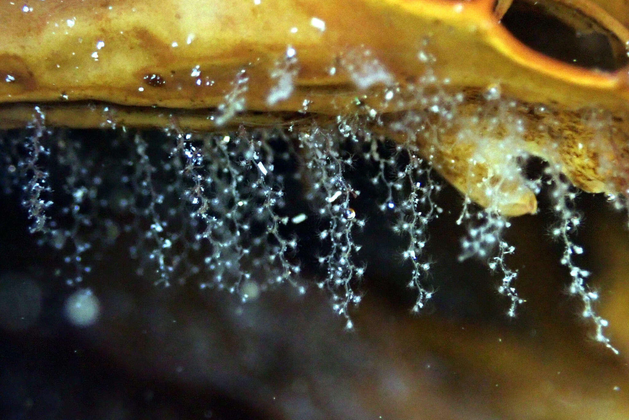 Image of bell hydroid