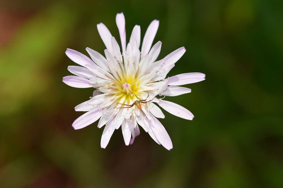 Image of Pinaropappus spathulatus T. S. Brandeg.