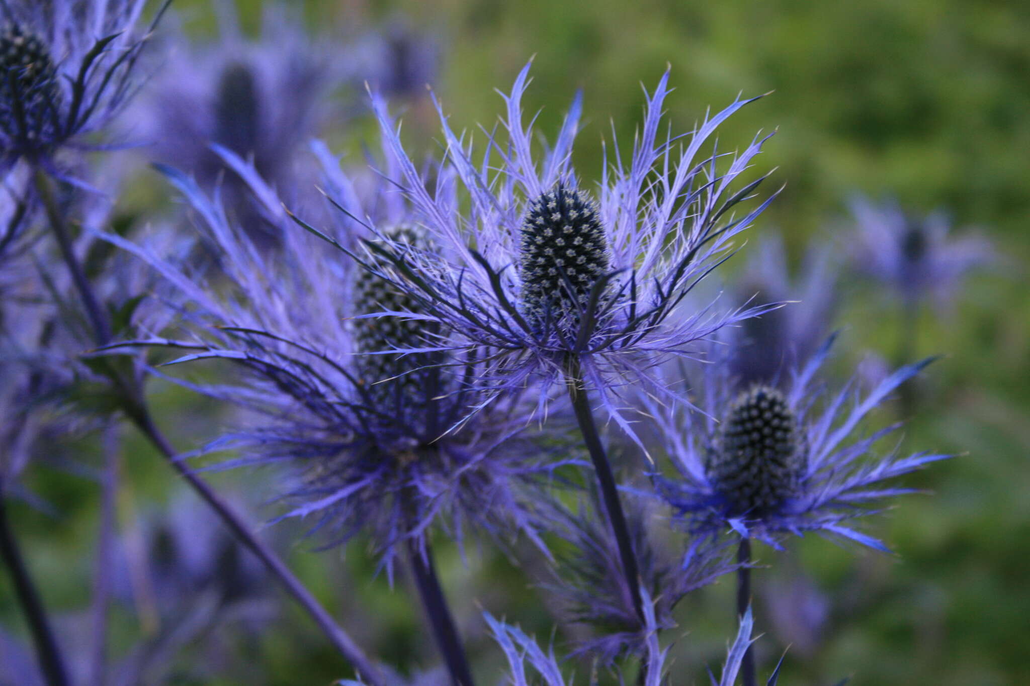 Imagem de Eryngium alpinum L.