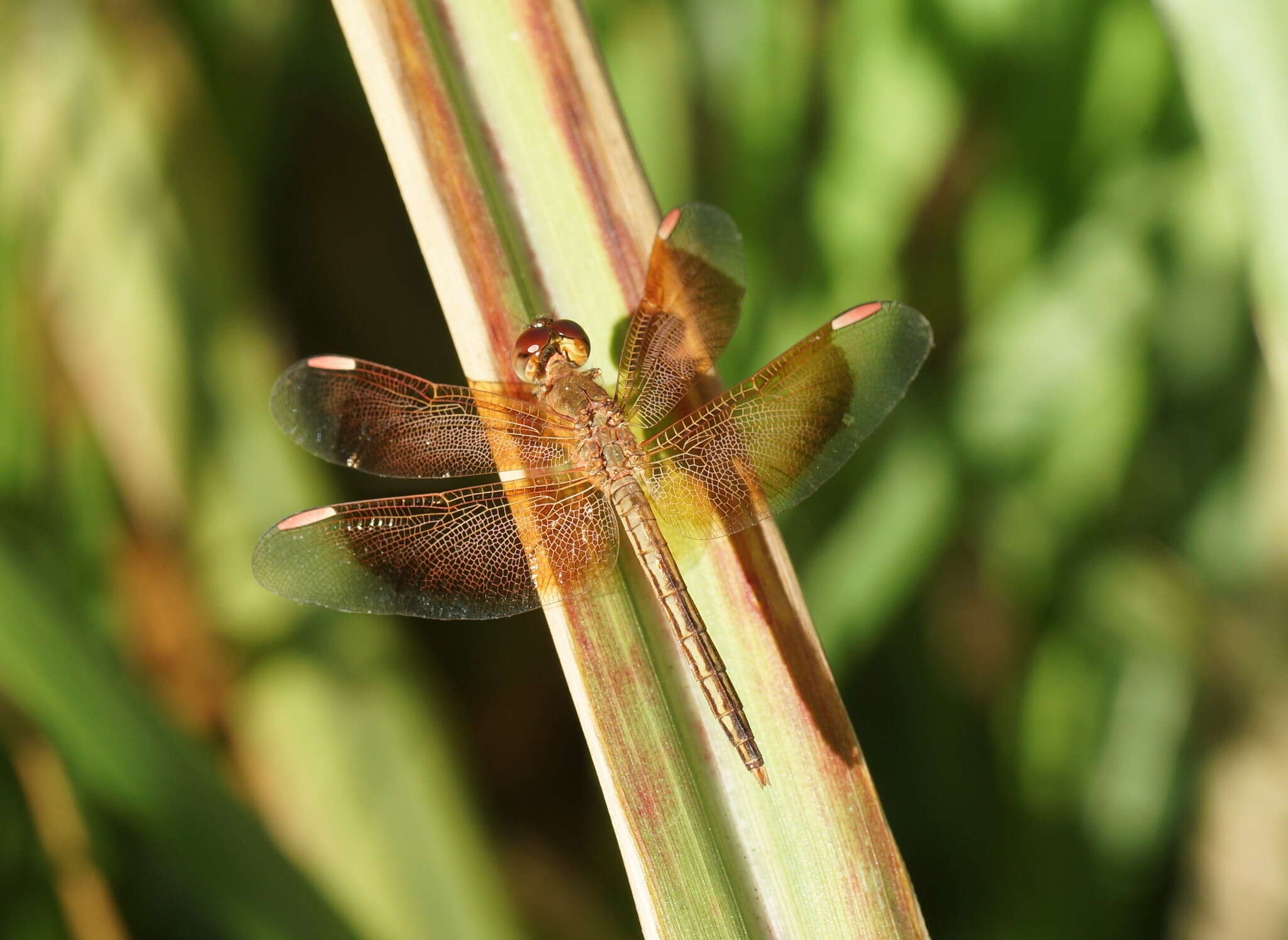 Neurothemis stigmatizans (Fabricius 1775) resmi