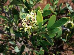 Image of Stenocarpus umbelliferus (J. R. & G. Forst.) Druce