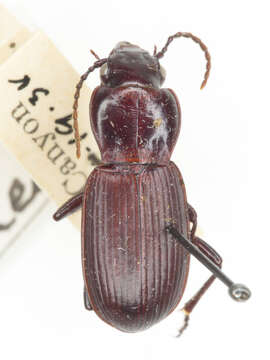 Image of Pterostichus (Hypherpes) isabellae Le Conte 1851