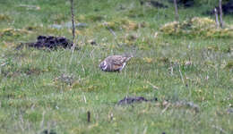 Imagem de Charadrius morinellus Linnaeus 1758