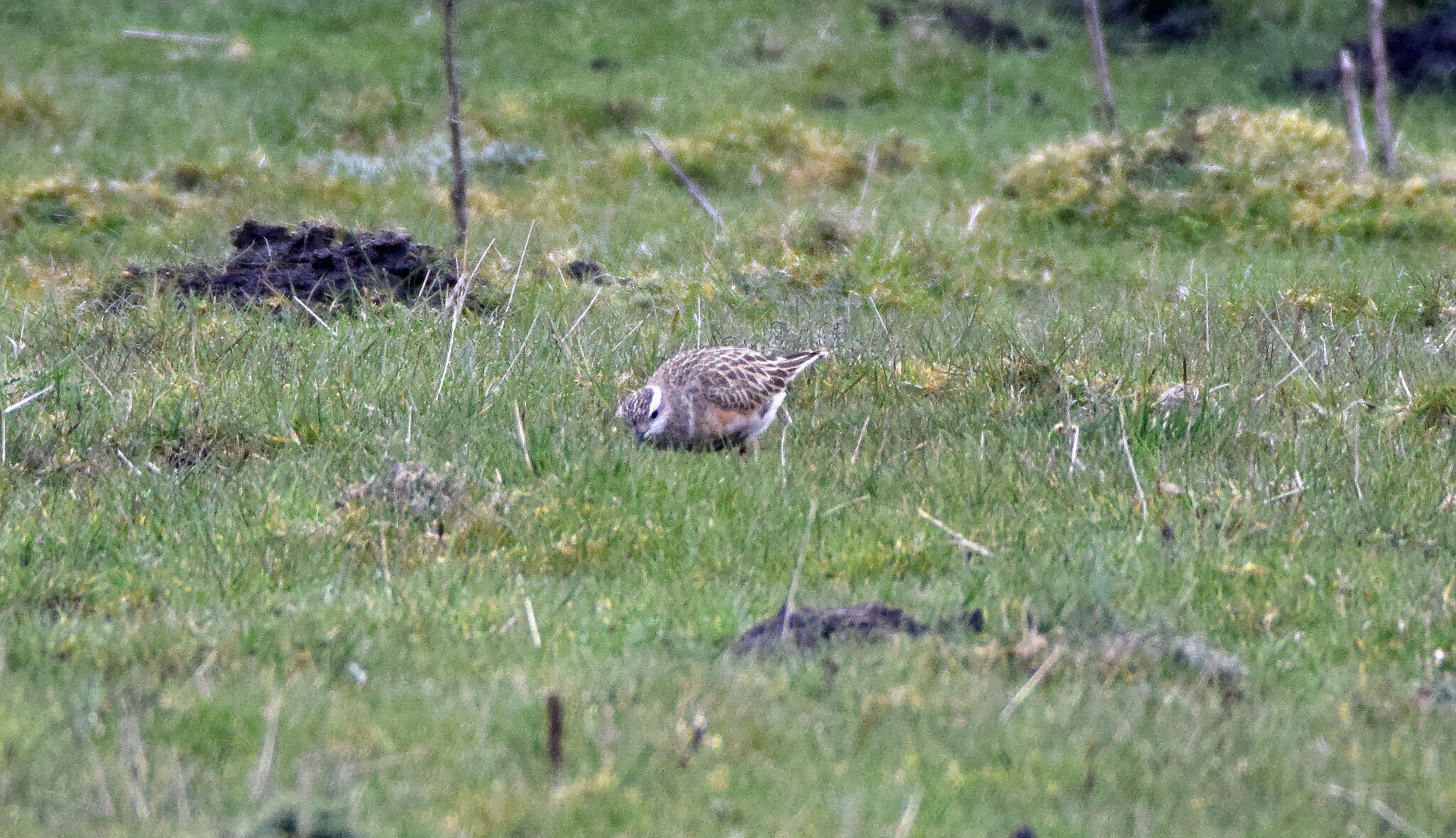 Imagem de Charadrius morinellus Linnaeus 1758