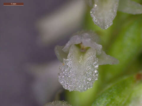 Image of October lady's tresses