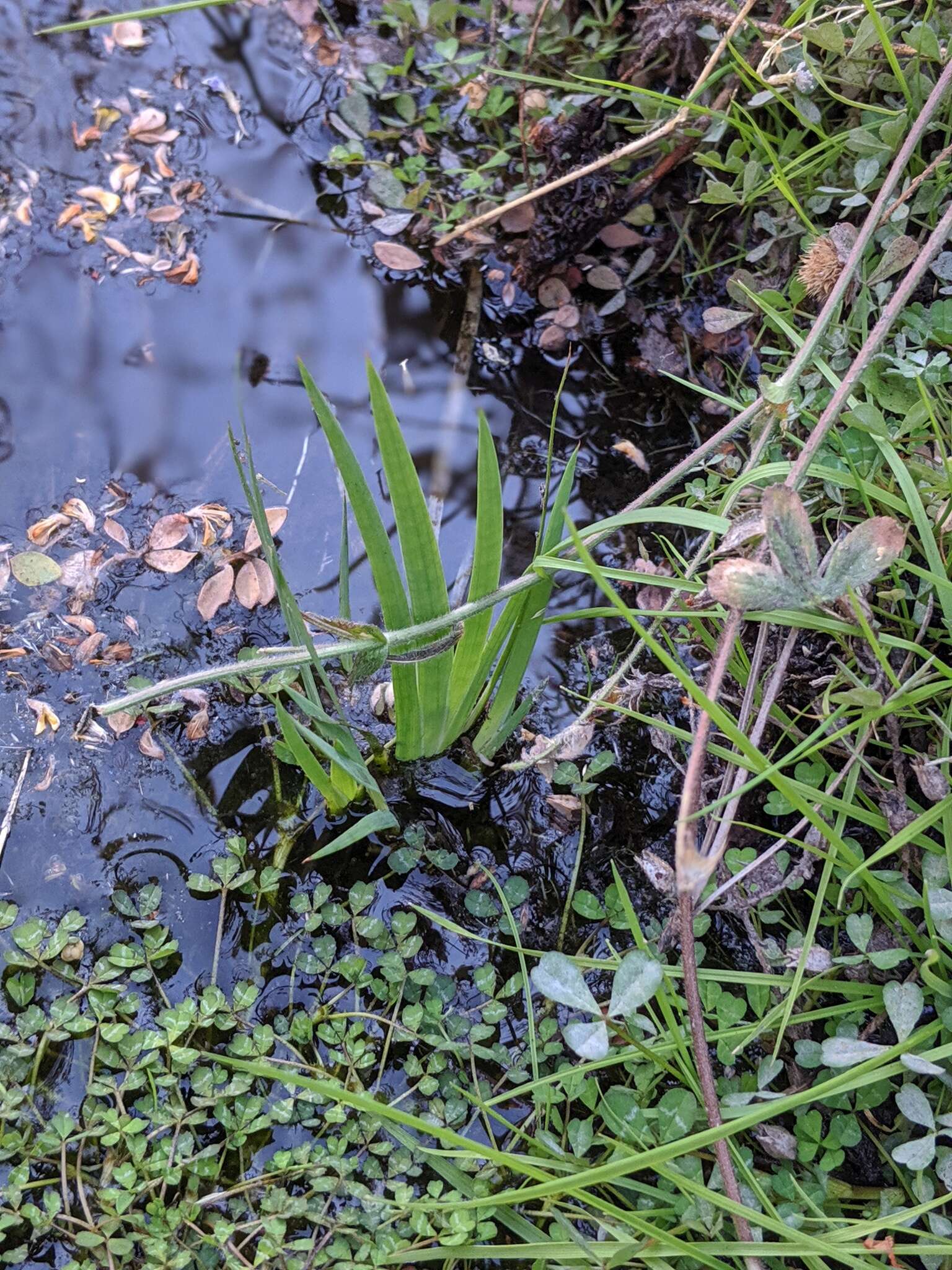 Image of Pointed Rush