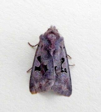 Orthosia gothica Linnaeus 1758 resmi