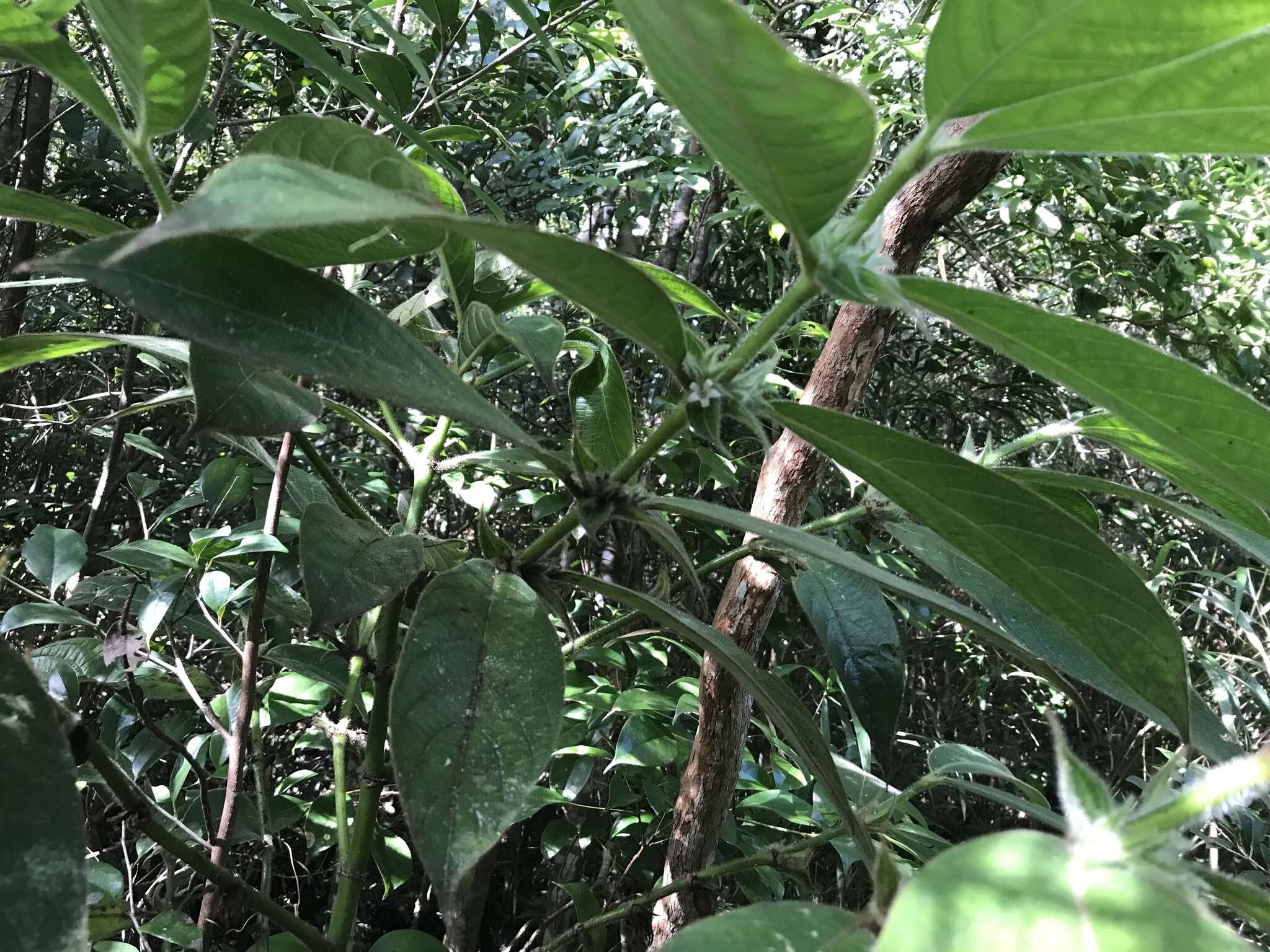 Image of Lasianthus hirsutus (Roxb.) Merr.