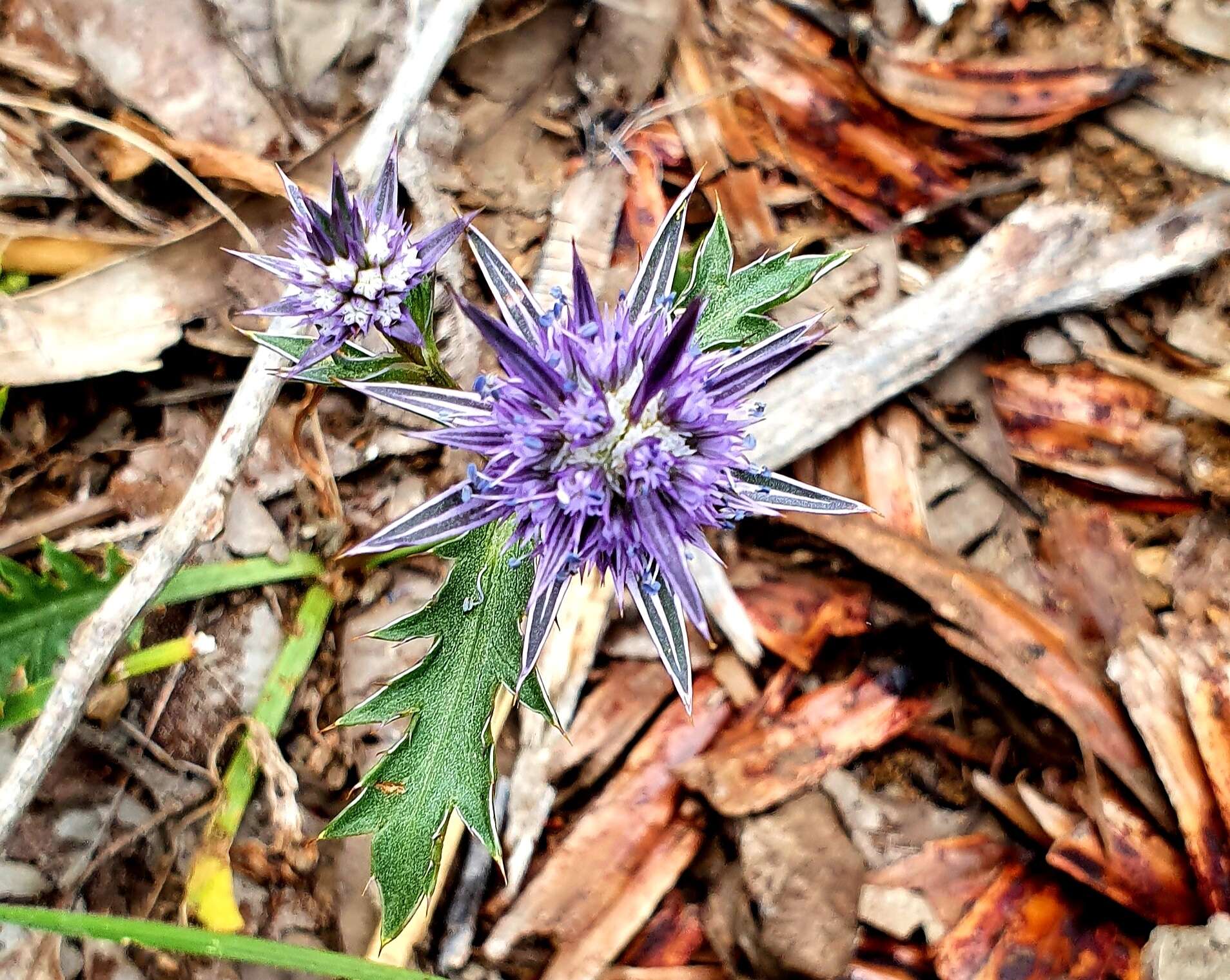 Image of Eryngium pinnatifidum Bunge