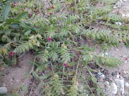 Image of rose monkswort