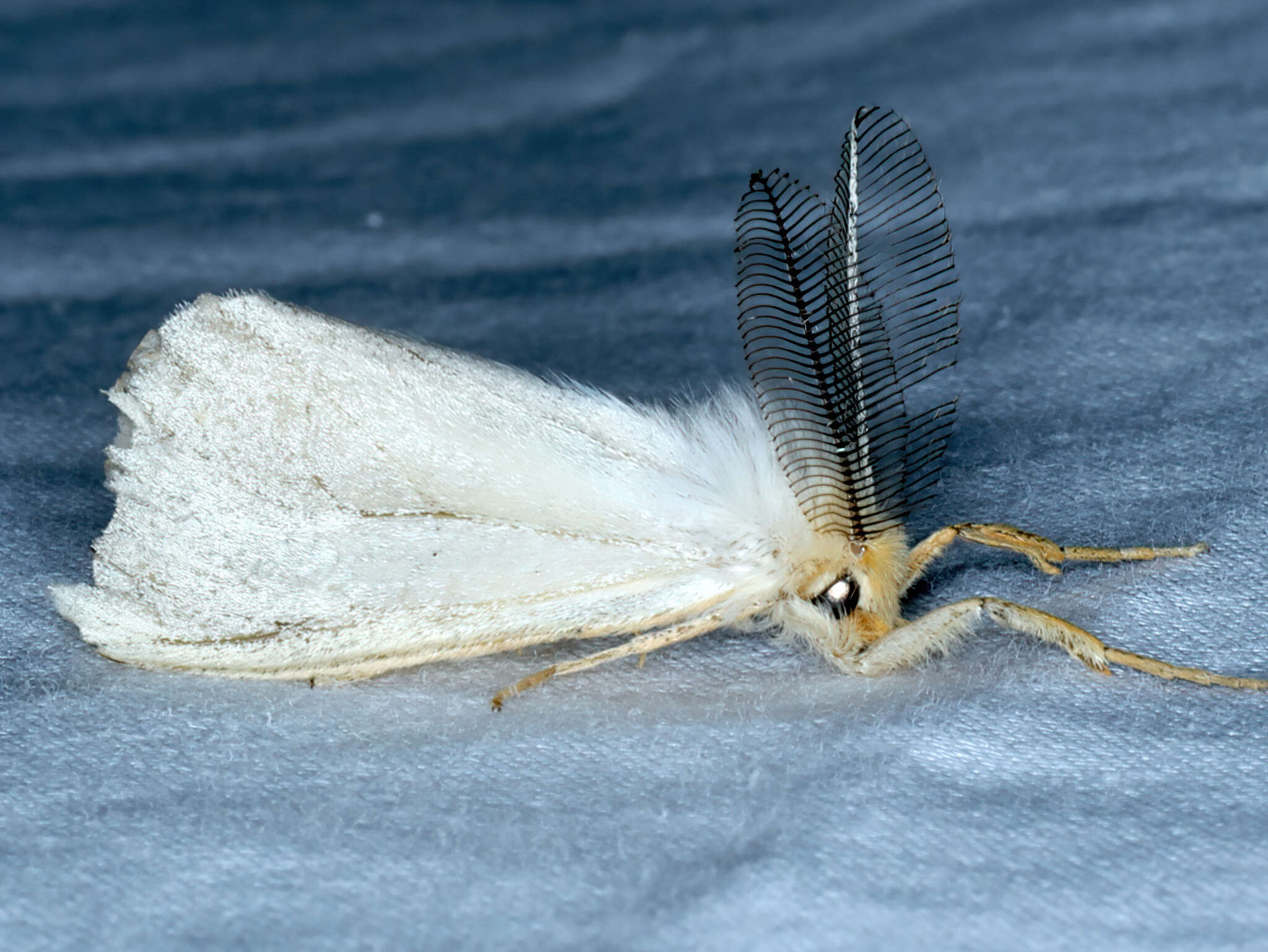 Image of Laelia obsoleta Fabricius 1793