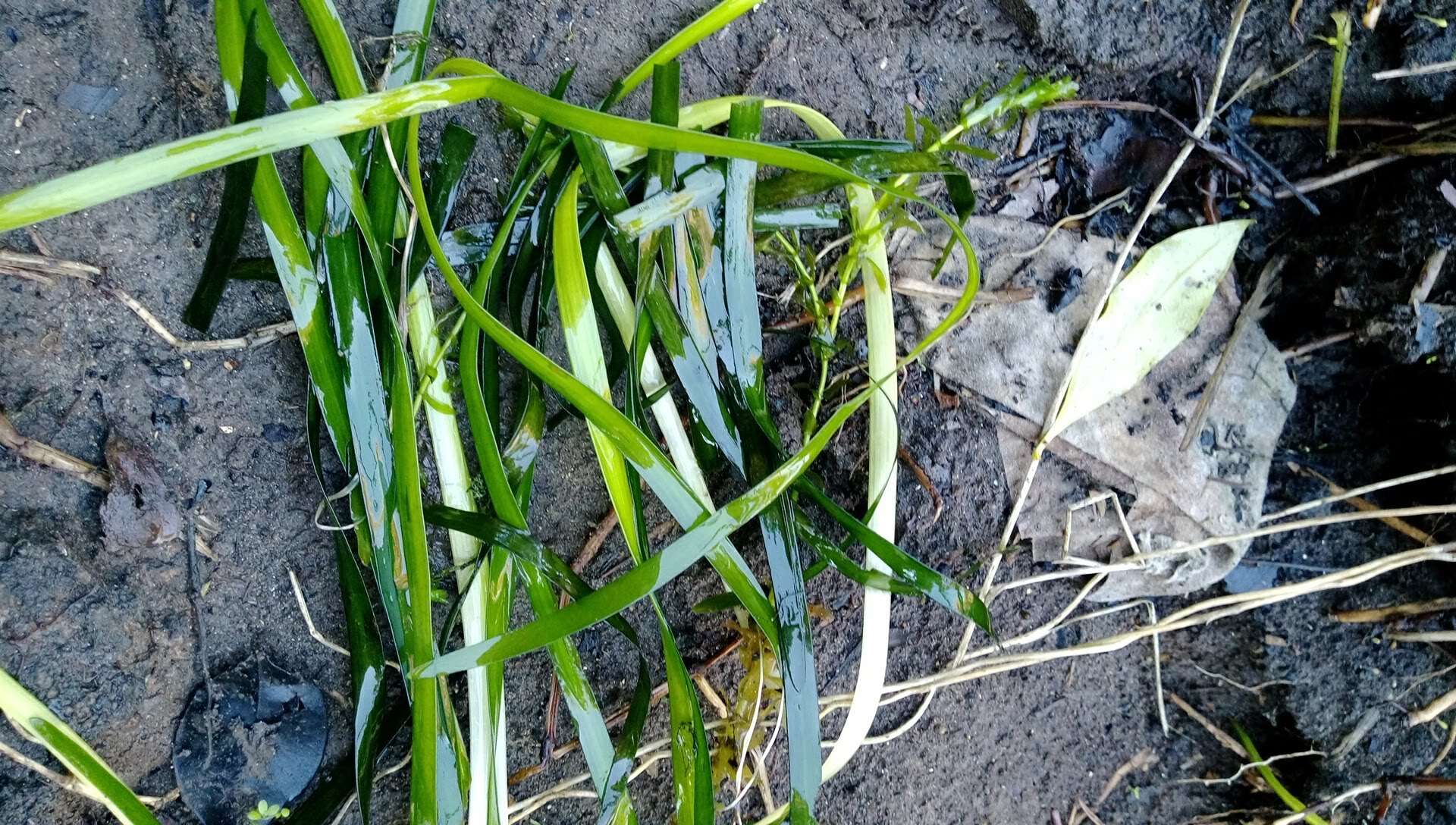 Image of Vallisneria australis S. W. L. Jacobs & Les