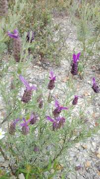 Imagem de Lavandula stoechas L.