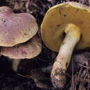 Слика од Butyriboletus pseudoregius (Heinr. Huber) D. Arora & J. L. Frank 2014