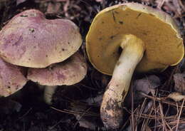 Butyriboletus pseudoregius (Heinr. Huber) D. Arora & J. L. Frank 2014 resmi