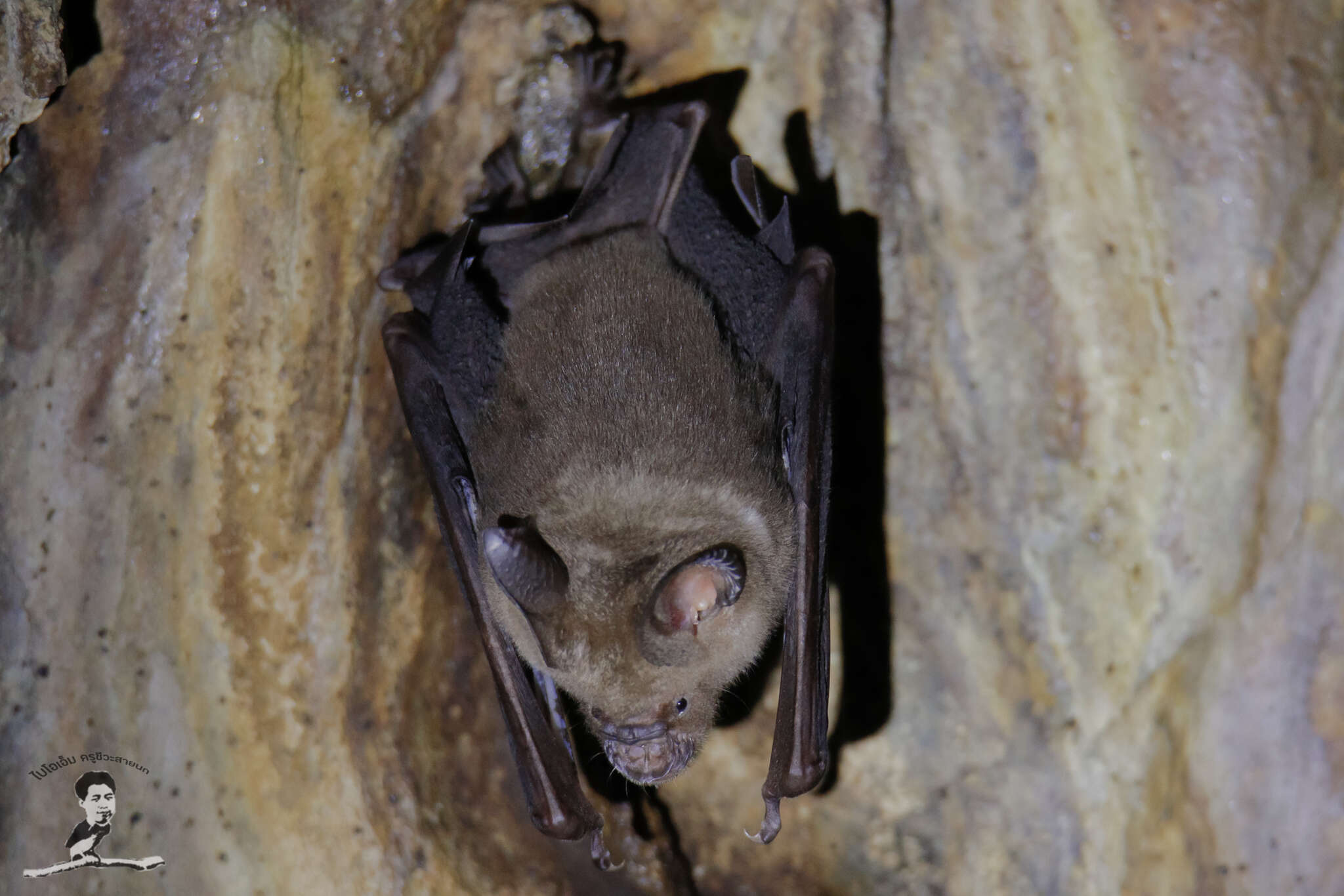 Image of Horsfield's Leaf-nosed Bat