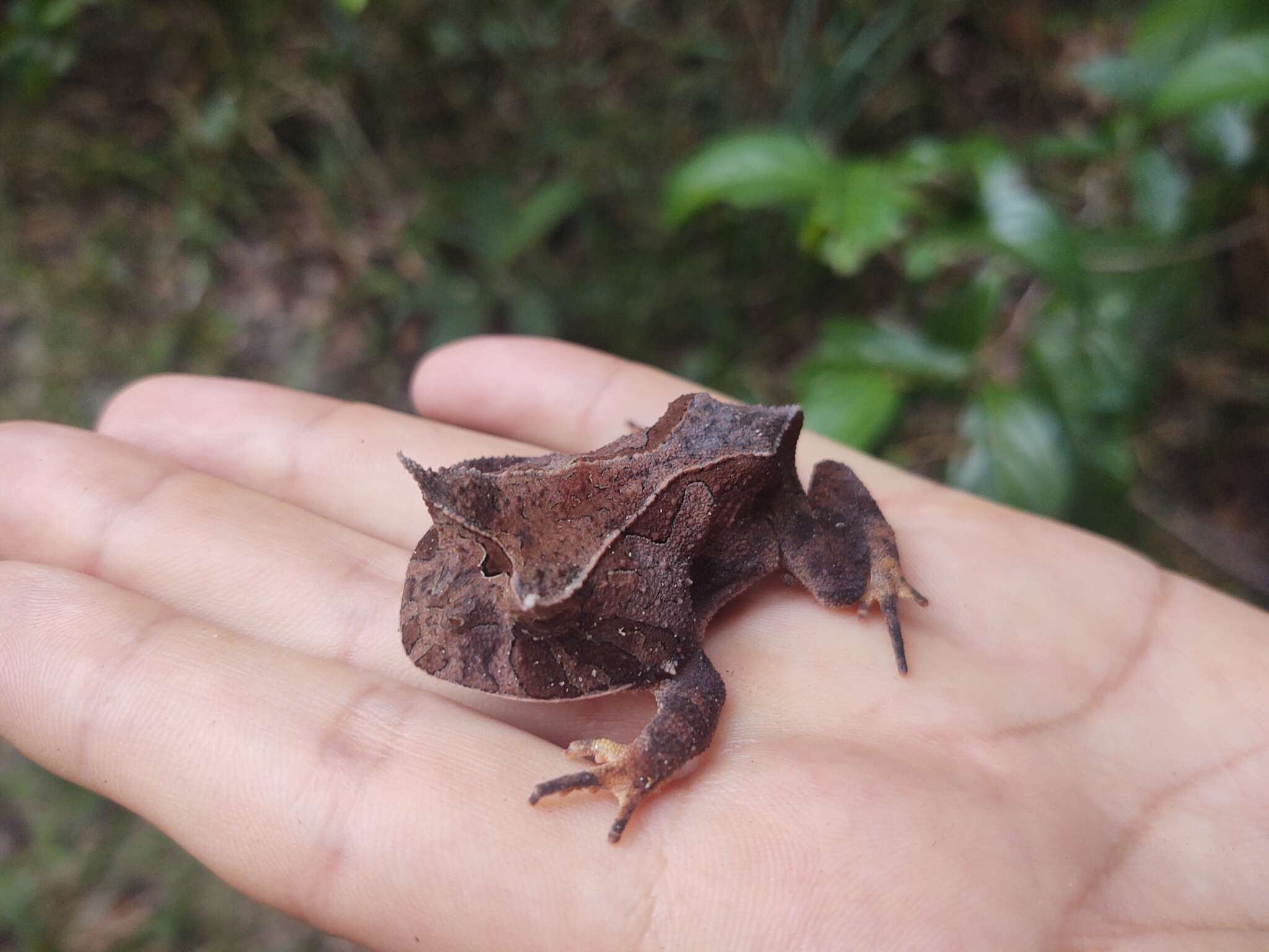 Image of Proceratophrys renalis (Miranda-Ribeiro 1920)