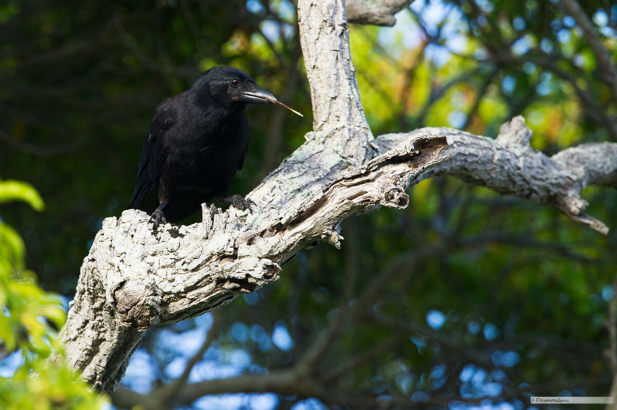 Image of New Caledonian Crow