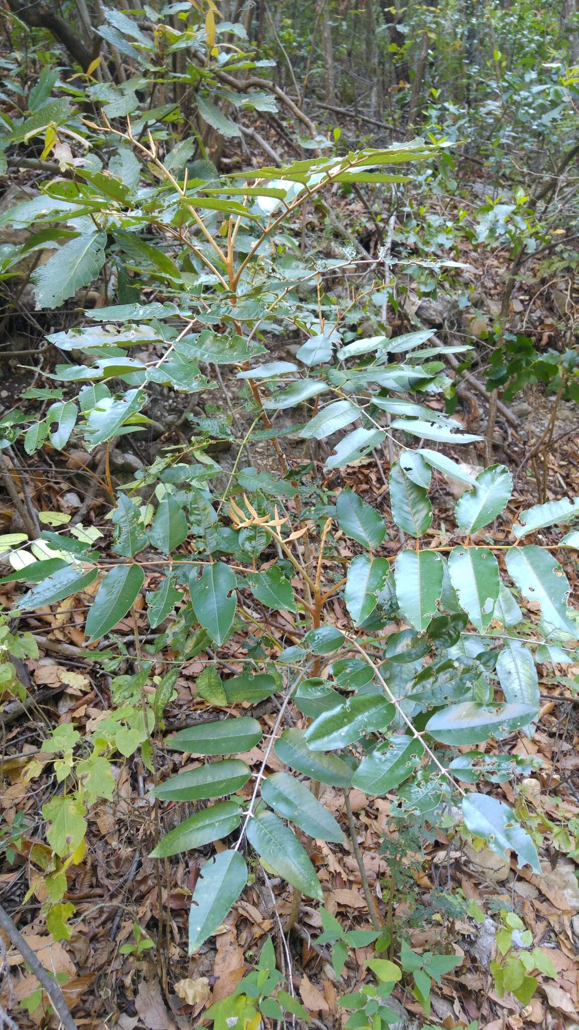 Image of Decatropis bicolor (Zucc.) Radlk.