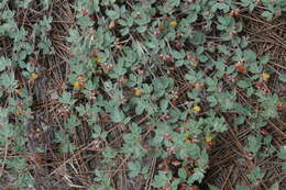 Image of Acmispon decumbens var. davidsonii