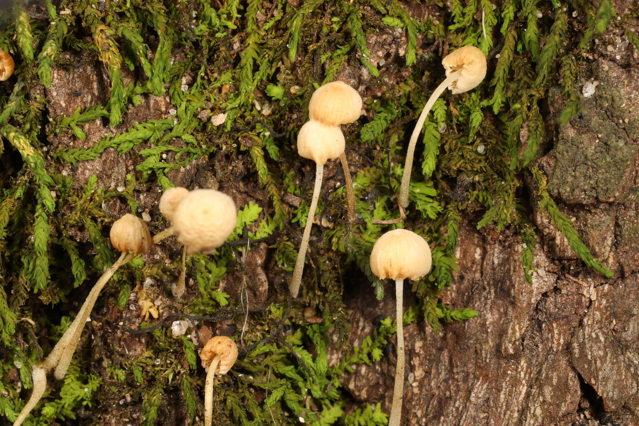 Image of Phloeomana minutula (Sacc.) Redhead 2016