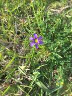 Sisyrinchium bermudiana L.的圖片