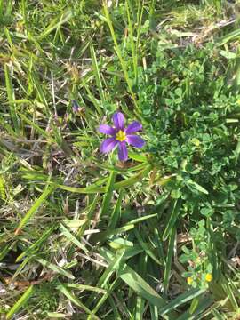 Image of blue-eyed grass