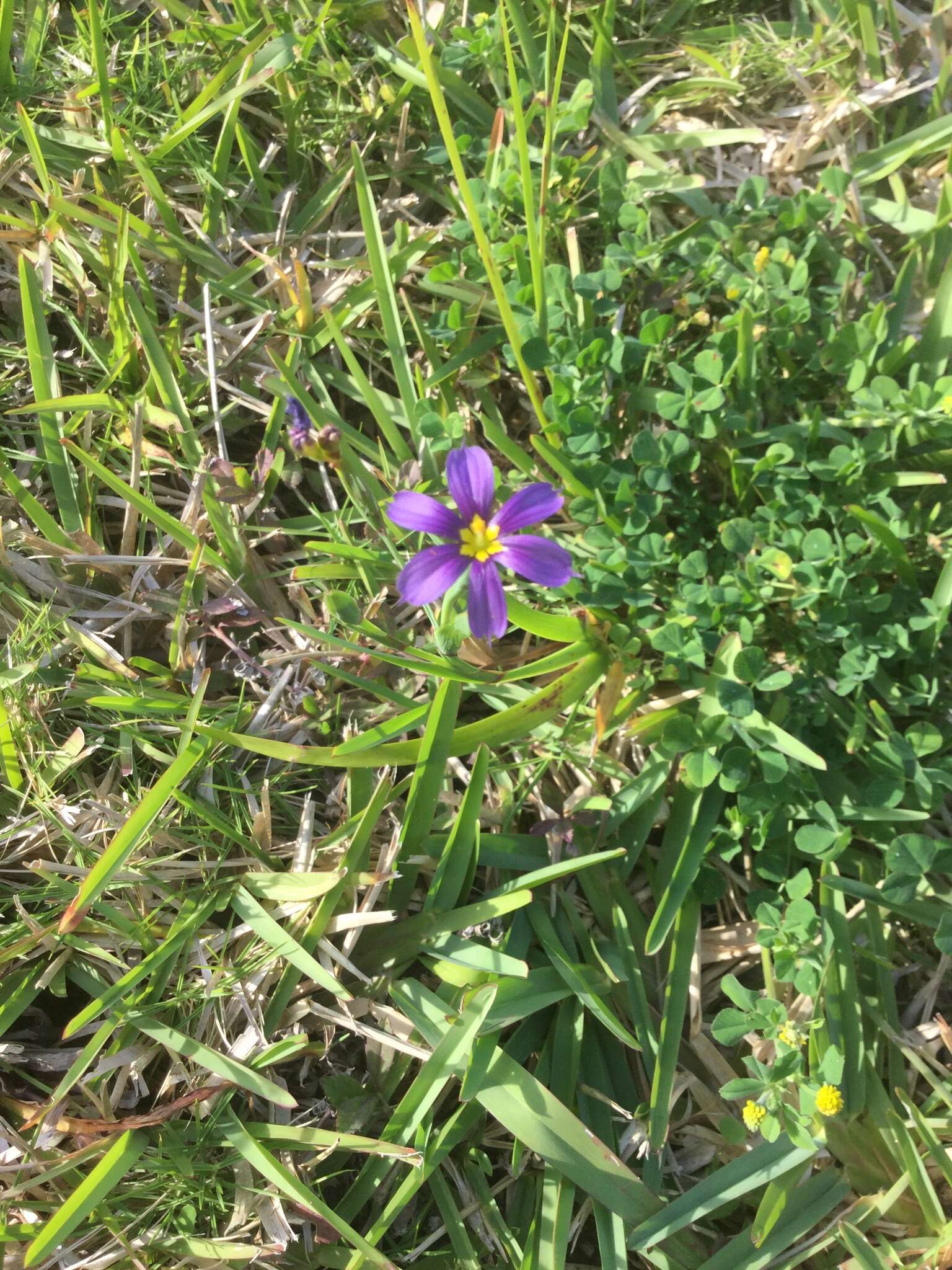 Sisyrinchium bermudiana L.的圖片