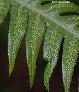 Image of rooting chainfern