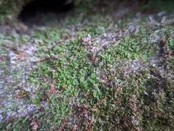 Image of Appalachian shoestring fern