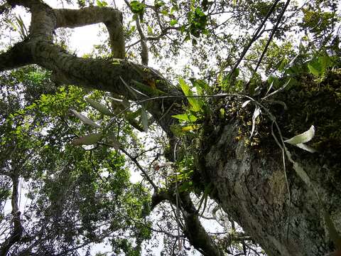 Image of Pseudorhipsalis ramulosa (Salm-Dyck) Barthlott