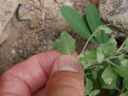 Image of Vernonia arabica F. G. Davies