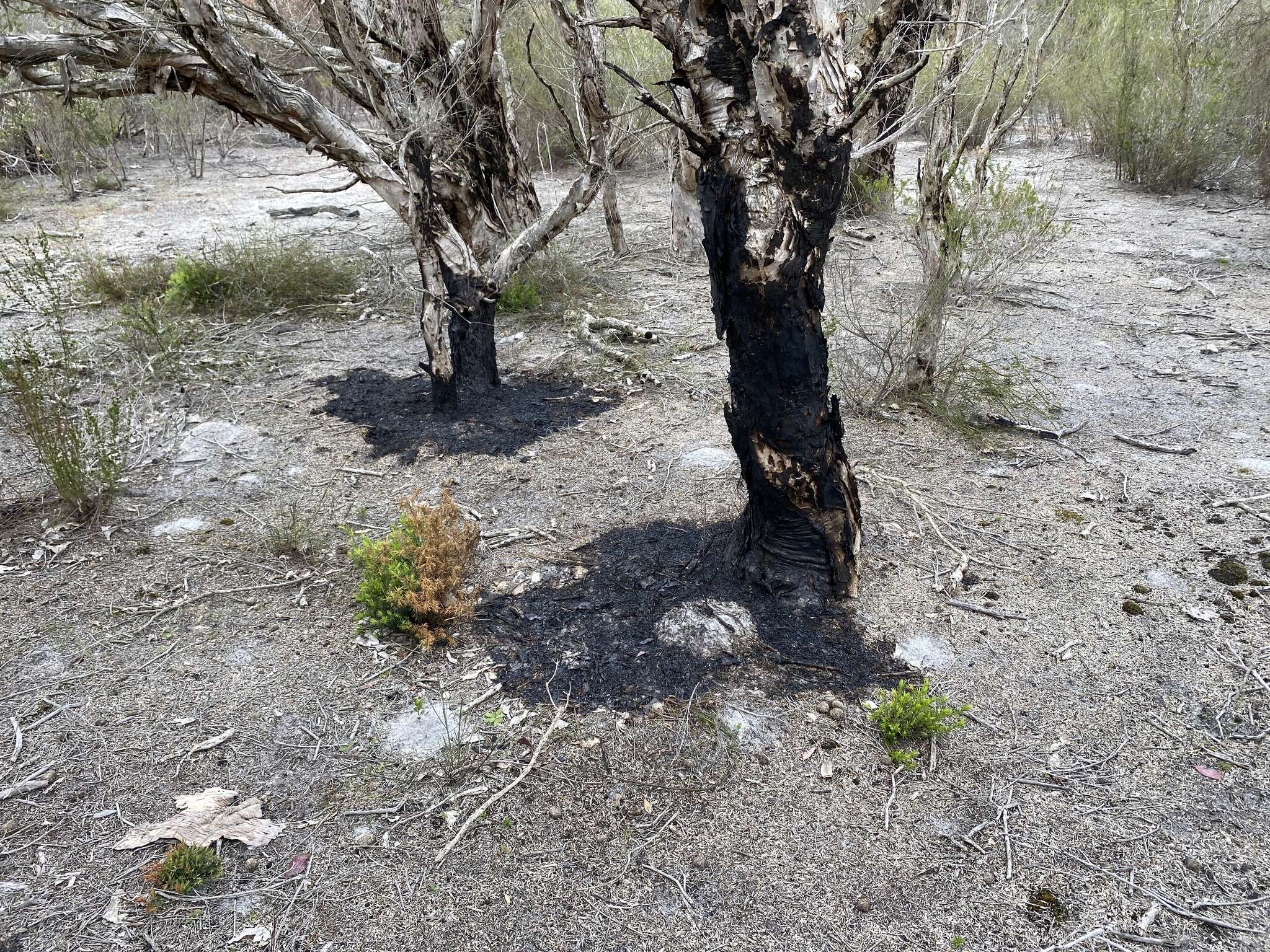 Image of Melaleuca cuticularis Labill.