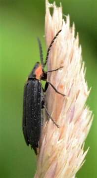 Image of Black Firefly