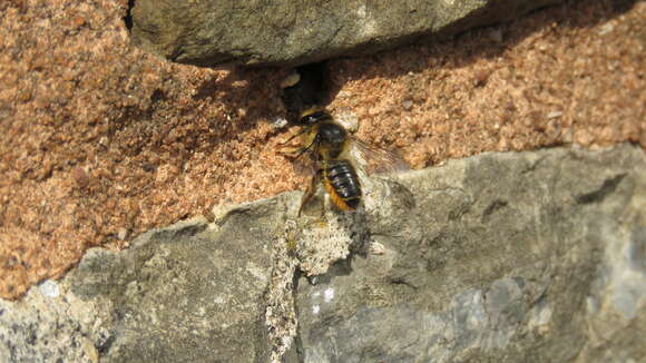 Image of Megachile leaf-cutter bee