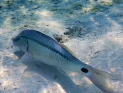 Image of dash-and-dot goatfish