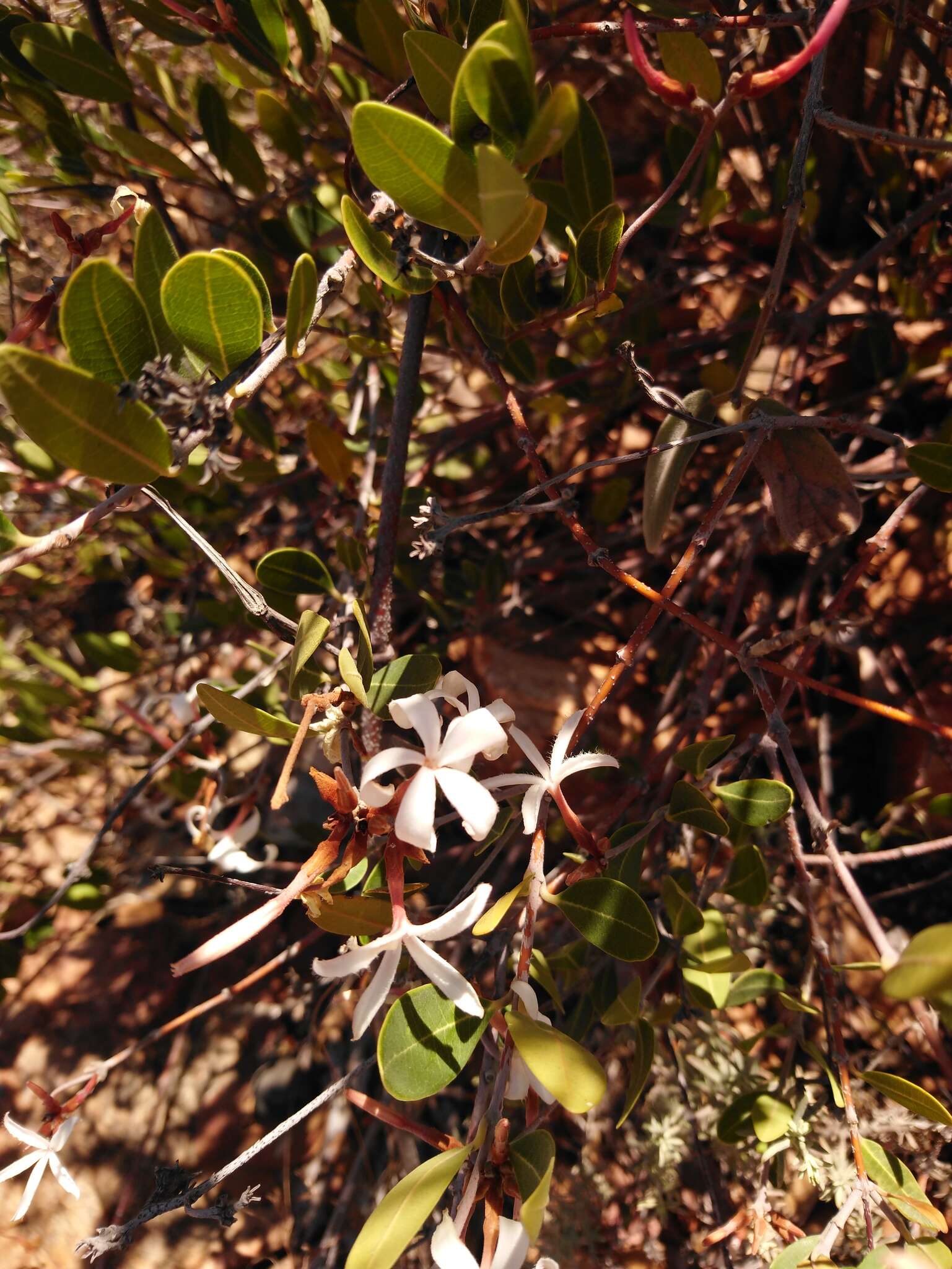 Image of Ancylobothrys capensis (Oliv.) Pichon