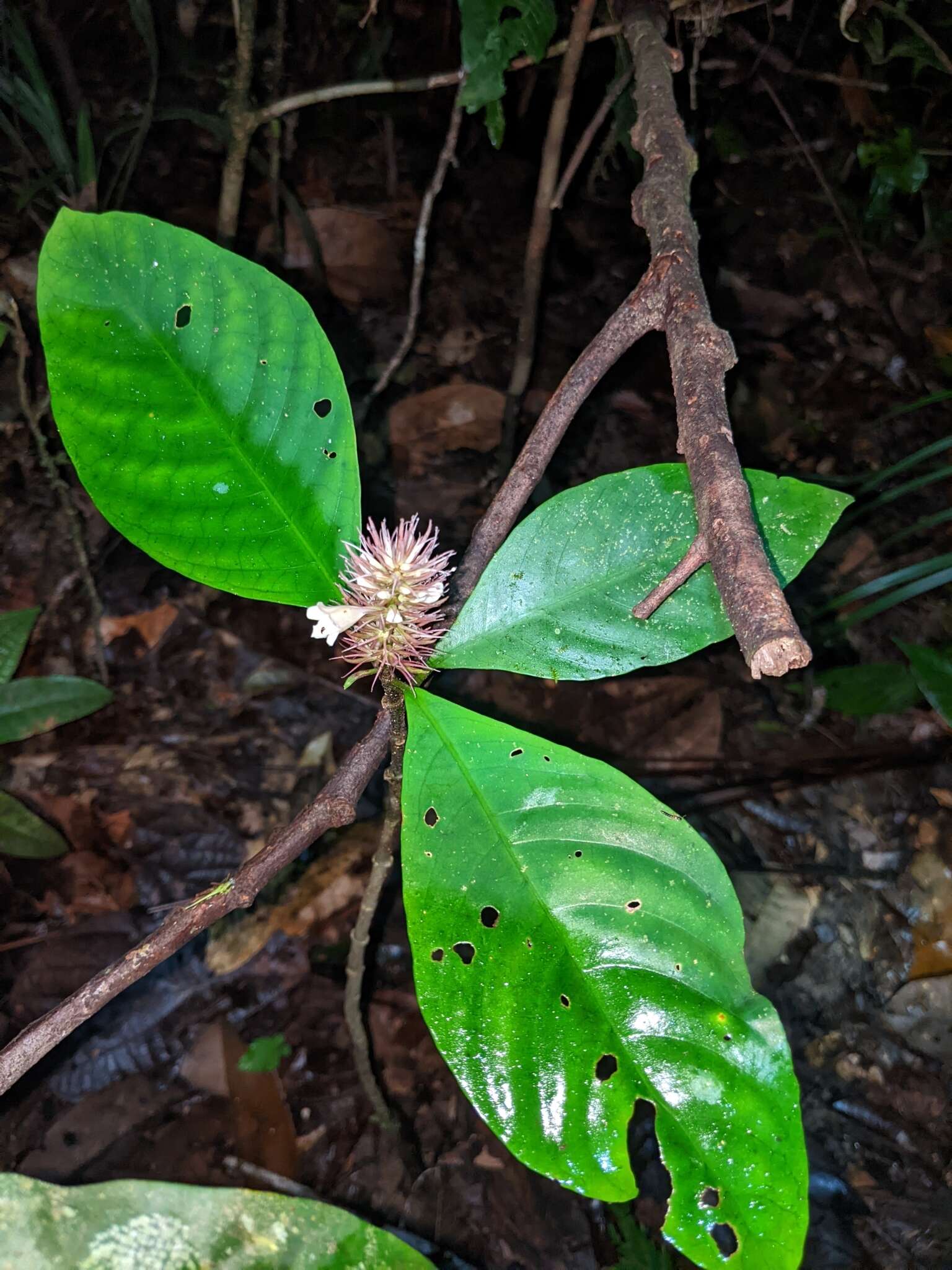 Plancia ëd Staurogyne guianensis (Bremek.) T. F. Daniel & Mc Dade