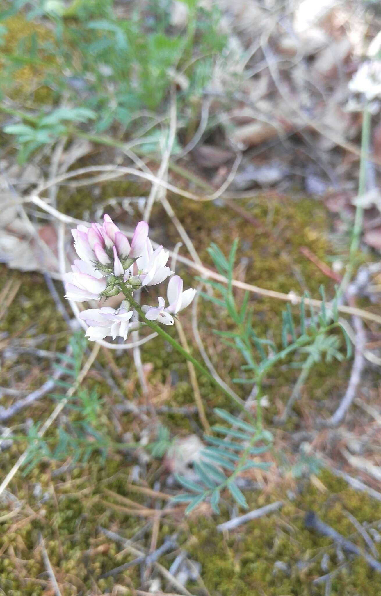 Astragalus versicolor Pall. resmi