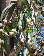 Imagem de Eucalyptus oreades F. Müll. ex R. T. Baker