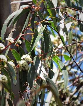 Image of Eucalyptus oreades F. Müll. ex R. T. Baker