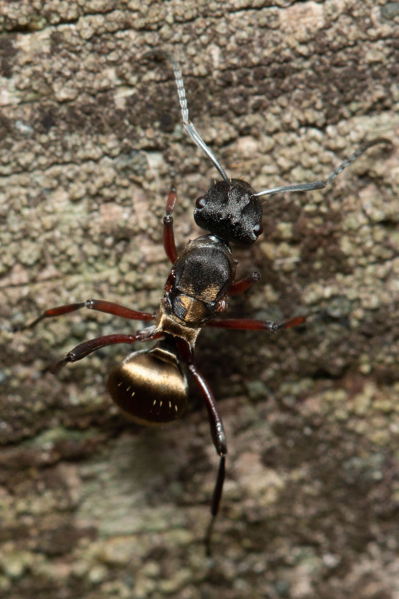 صورة Polyrhachis rufifemur Forel 1907