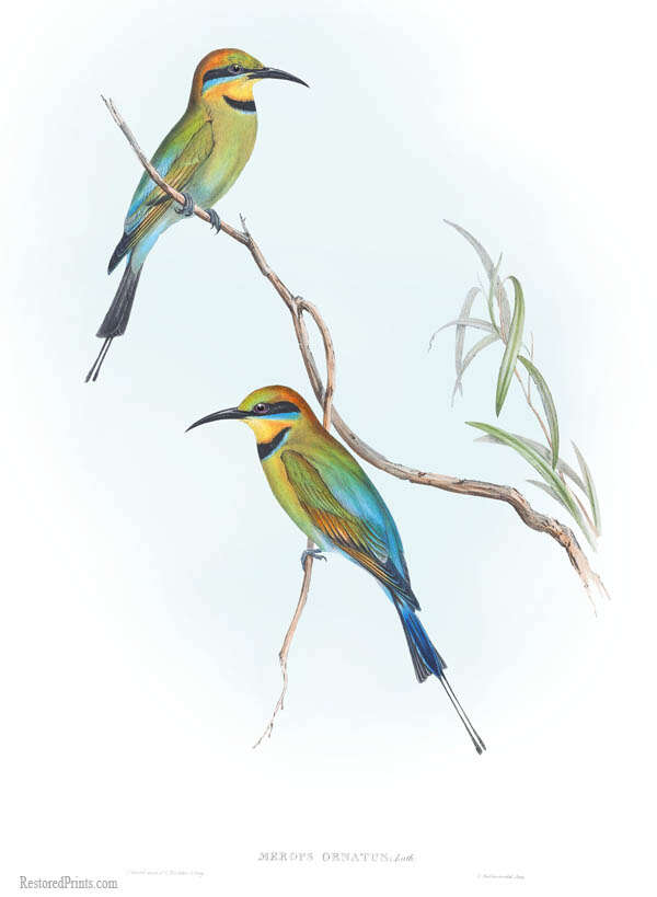 Image of bee-eaters