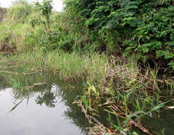 Image of Antelope Grass