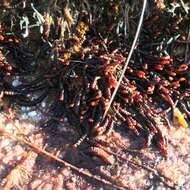 Image of Purple Spoonwort