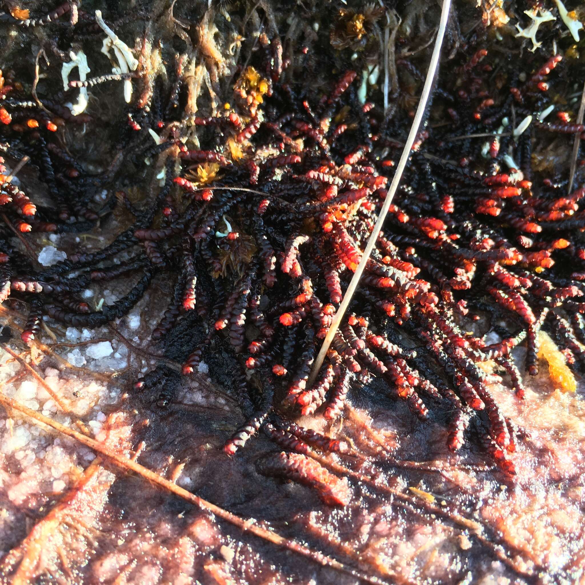 Image of Purple Spoonwort
